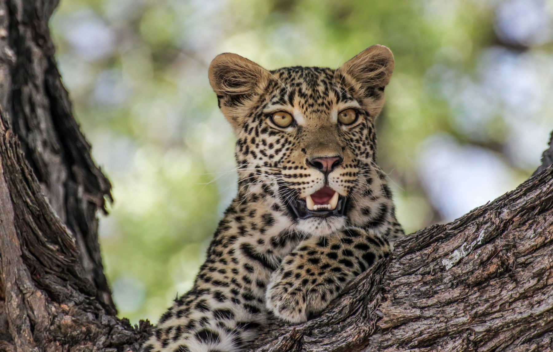 A young leopard resting on a branch in Botswana