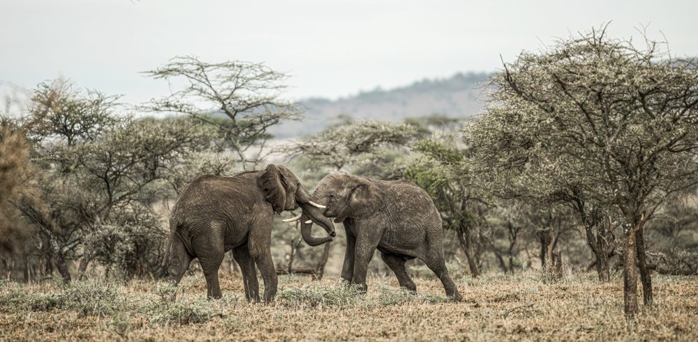 Two elephants sparring on the savanna