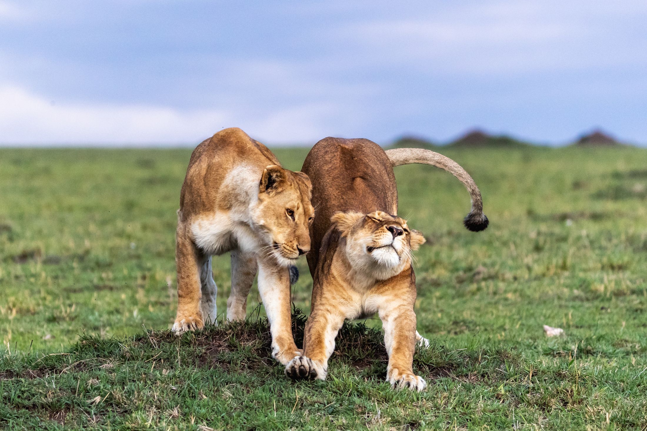 Two lionesses greeting each other on open grassland