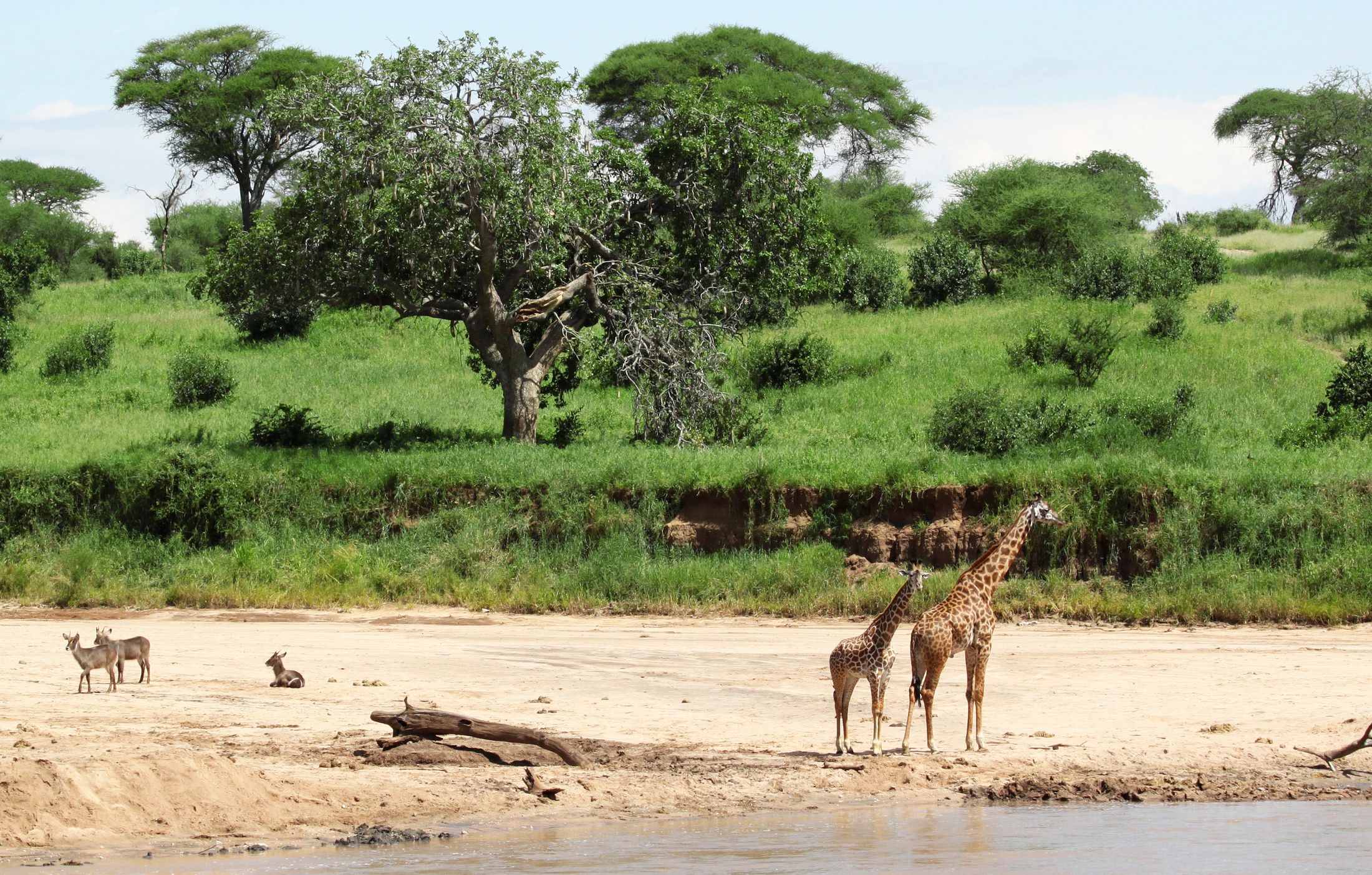 Giraffes on a sandy riverbed in Tarangire National Park