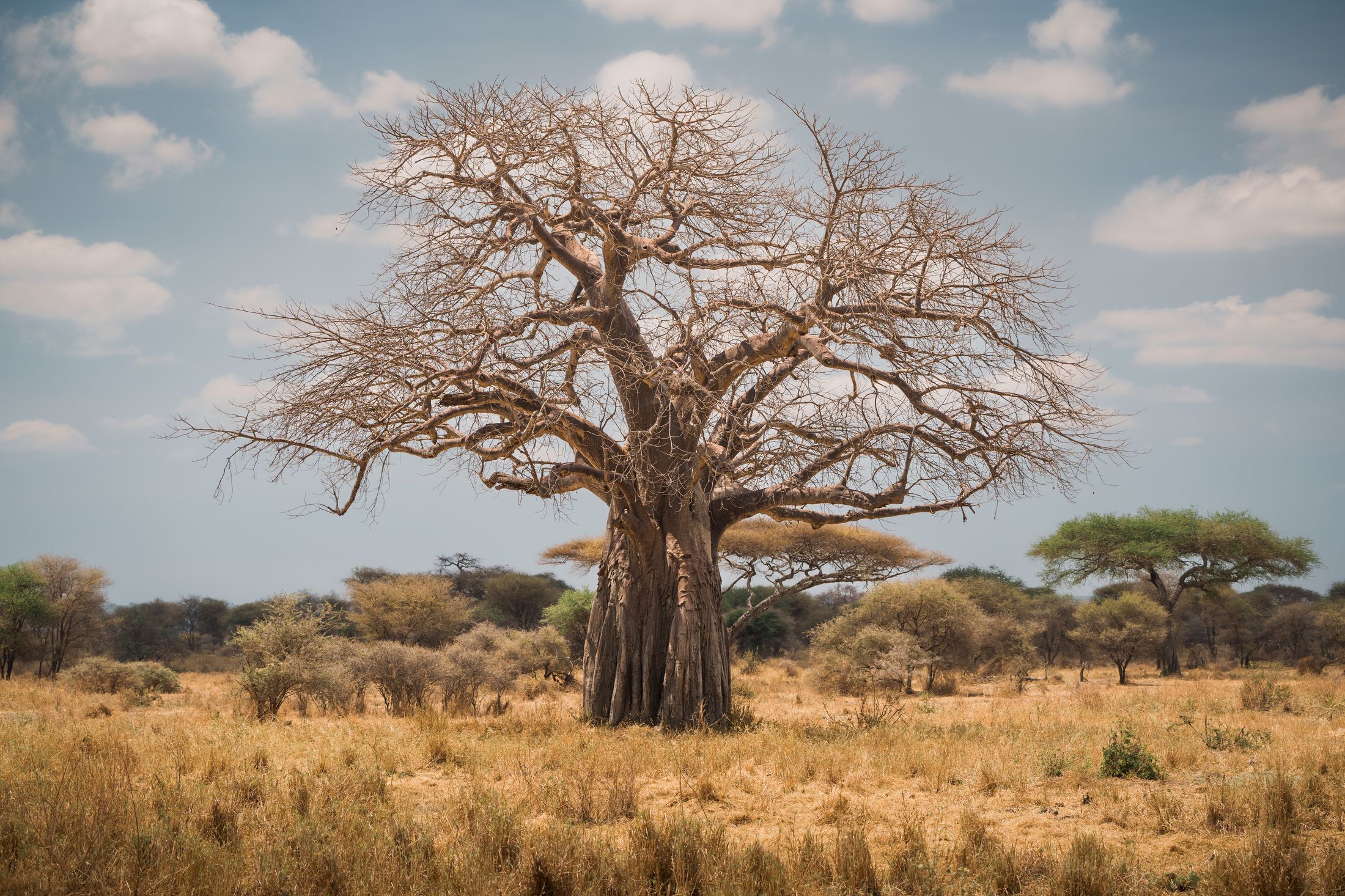 A lone baobab over golden savanna