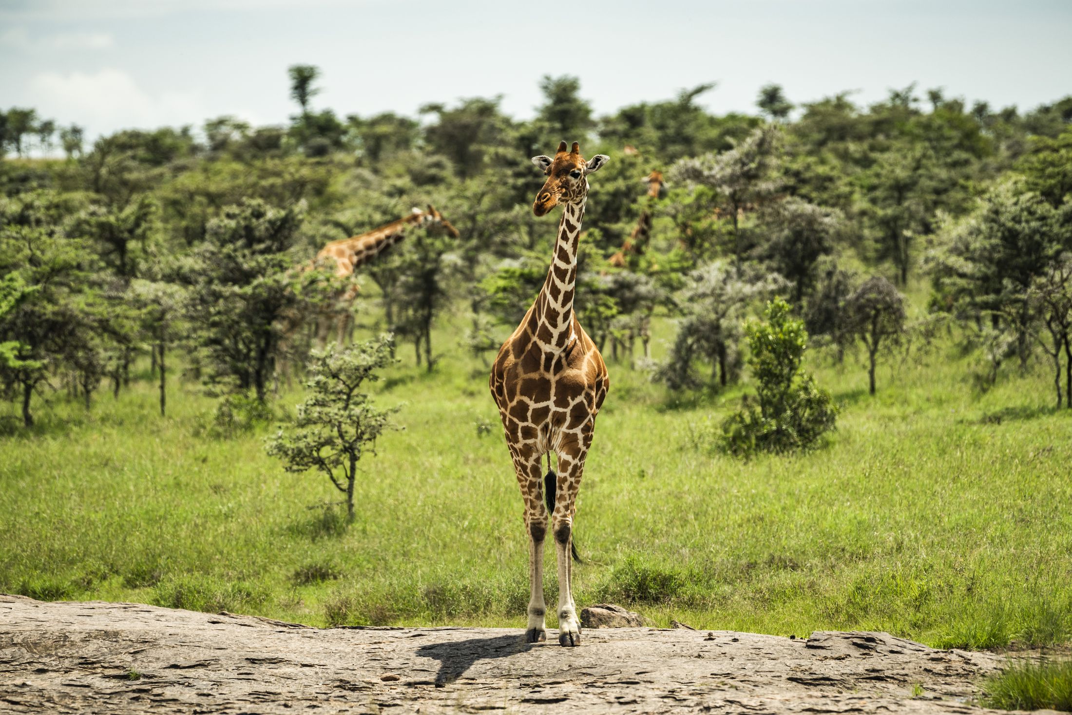 A reticulated giraffe standing on rock among green acacia
