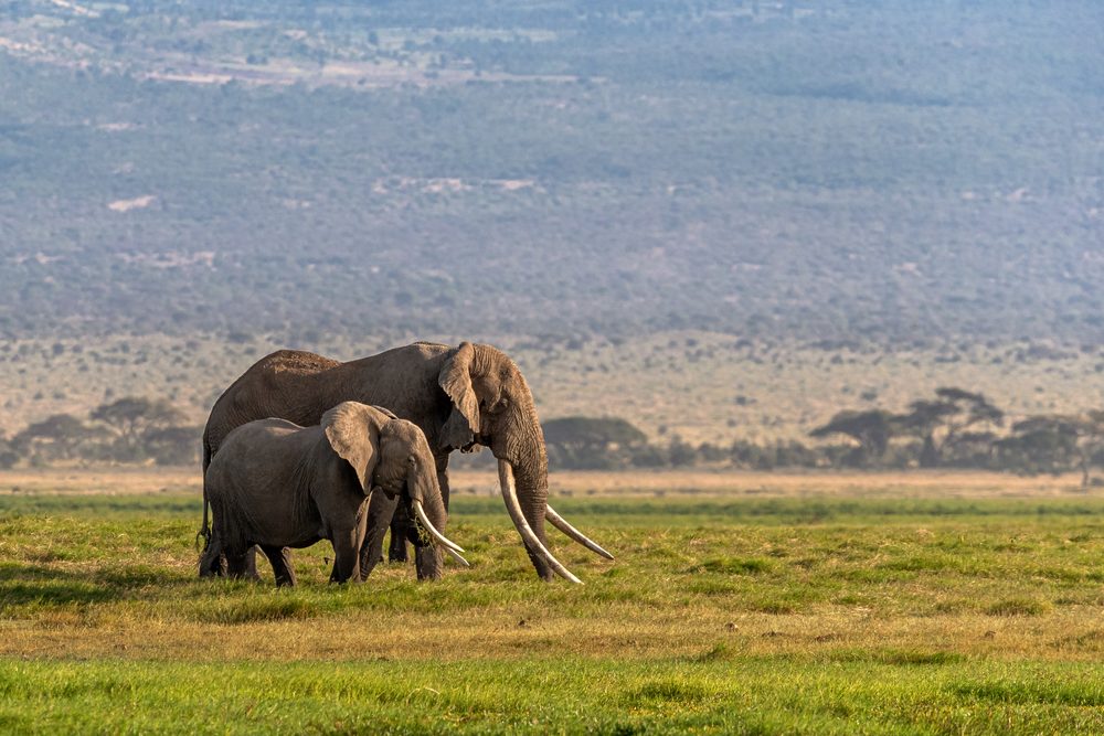 A tusker bull elephant with a female in Kenya