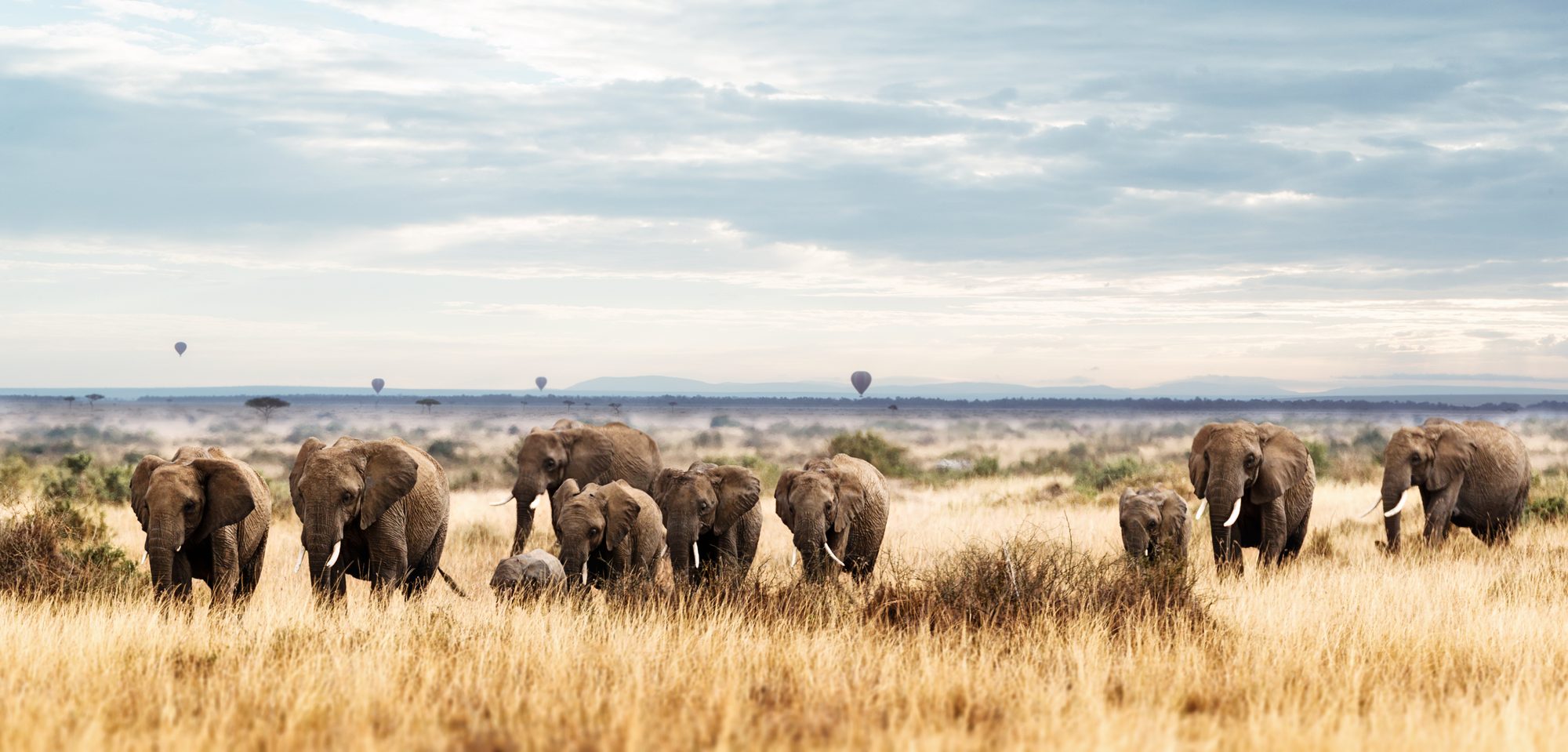 A herd of elephants crossing golden savanna in Kenya, balloons in the distance