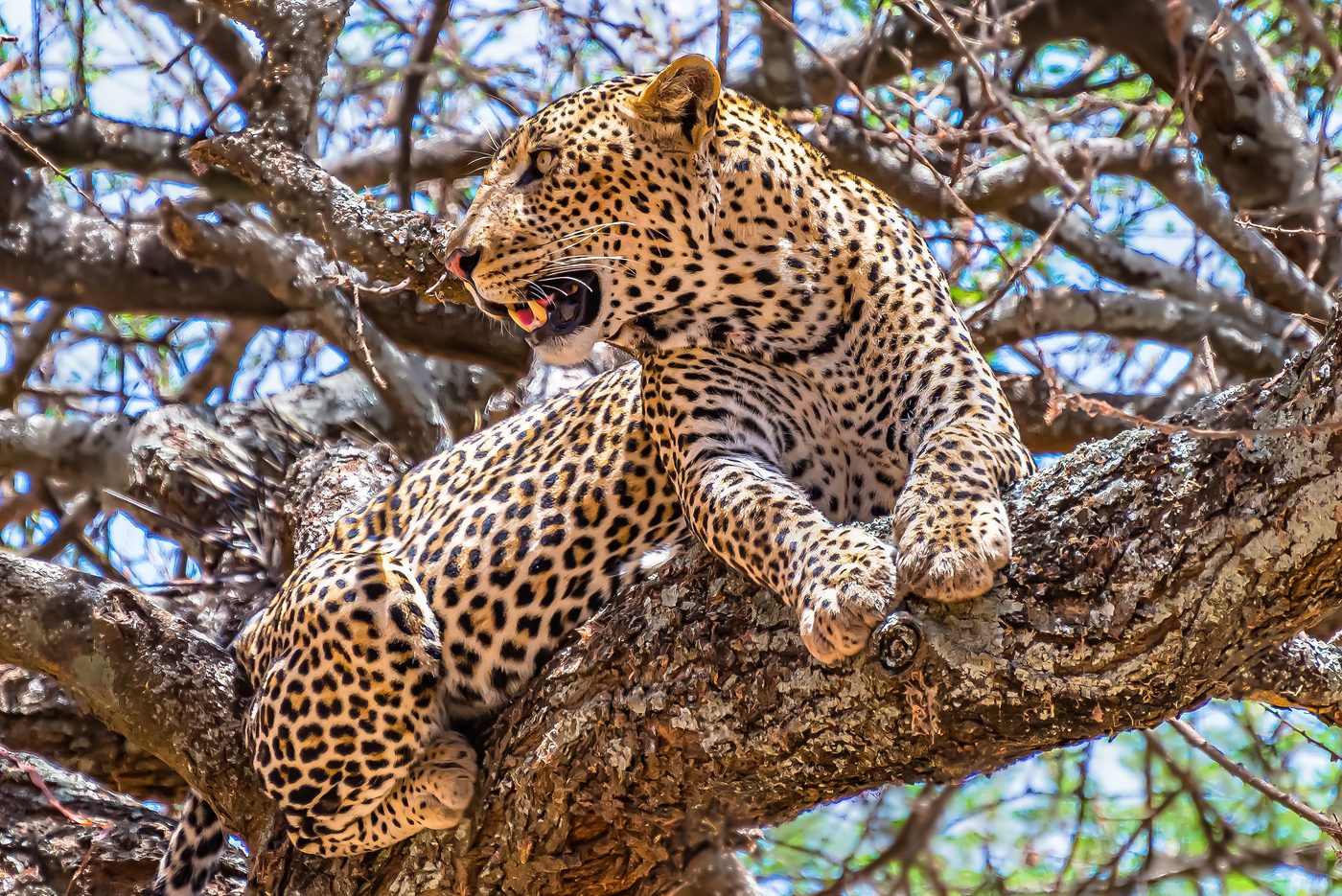 A leopard resting in the fork of a tree, looking out