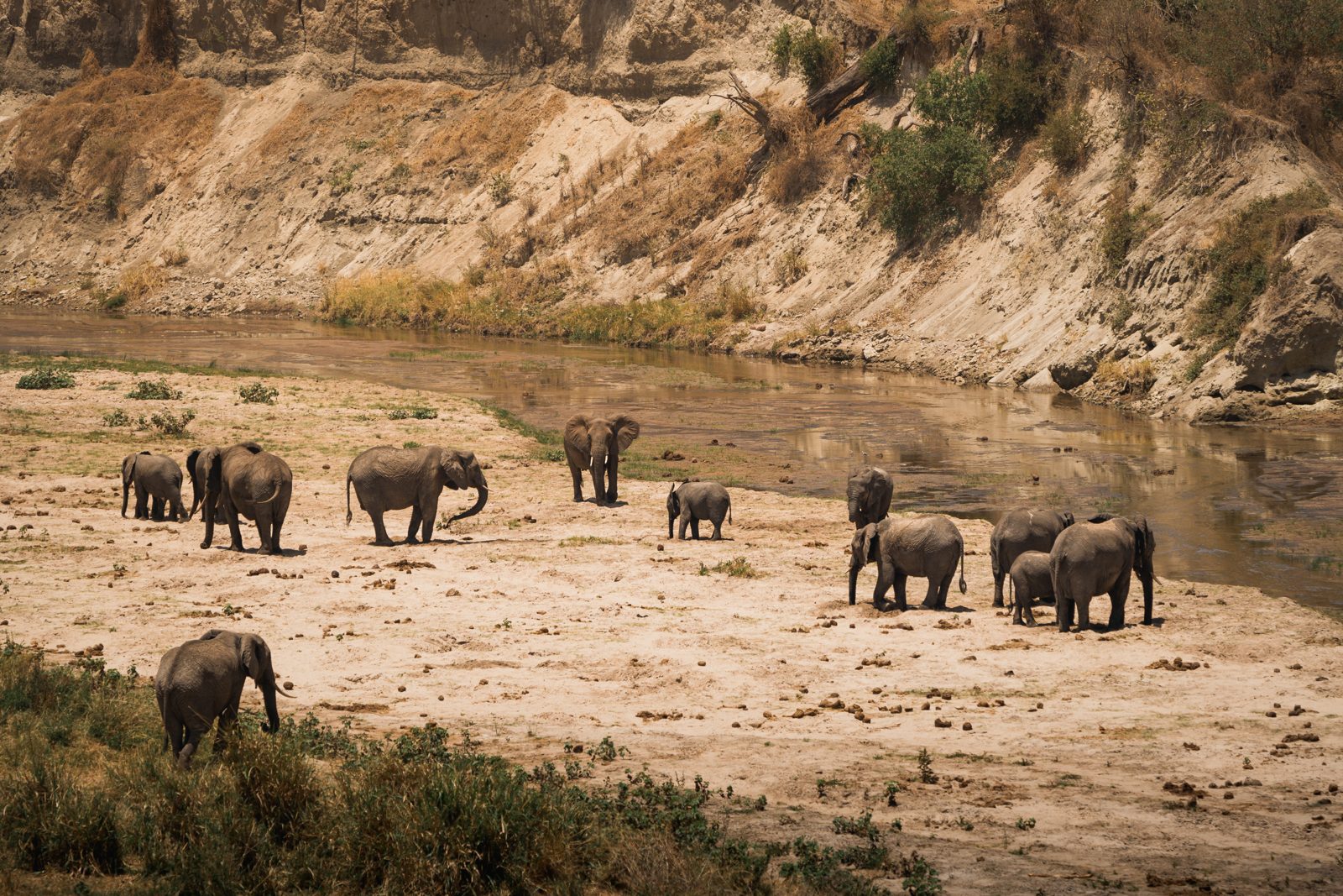Elephants drinking and grazing along the Tarangire River