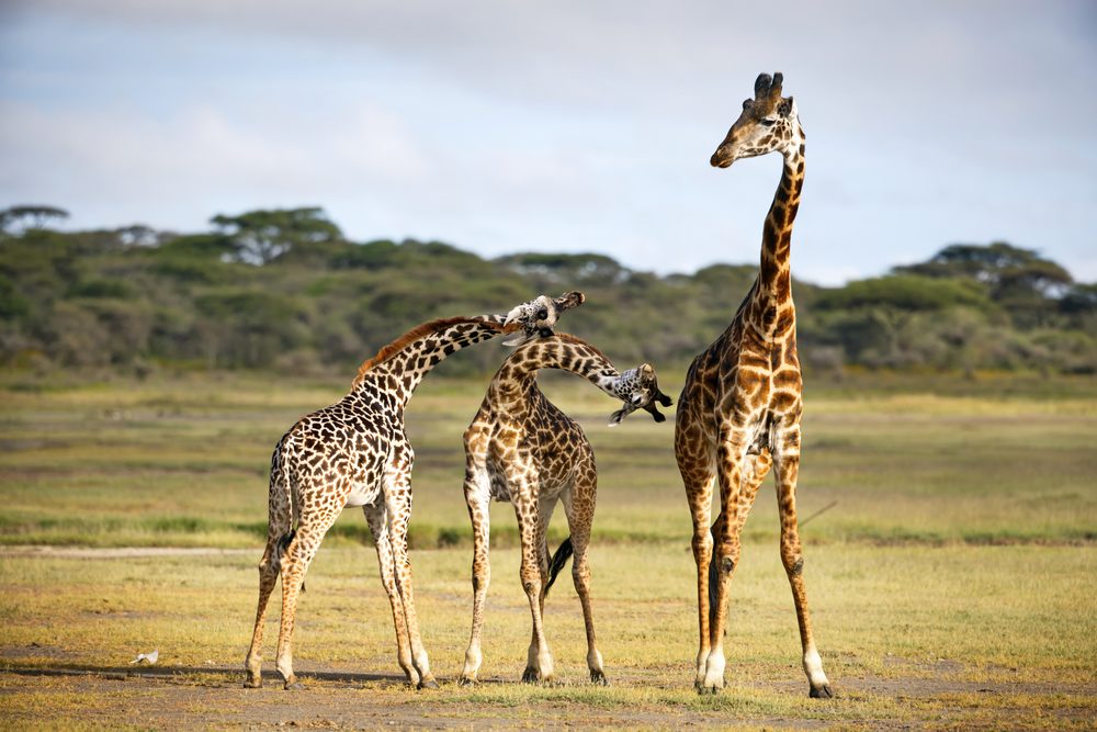 Three giraffes on an open plain in Tanzania