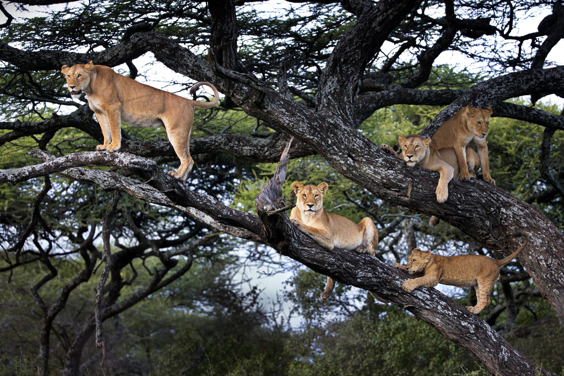 Lions and cubs resting across the branches of an acacia tree