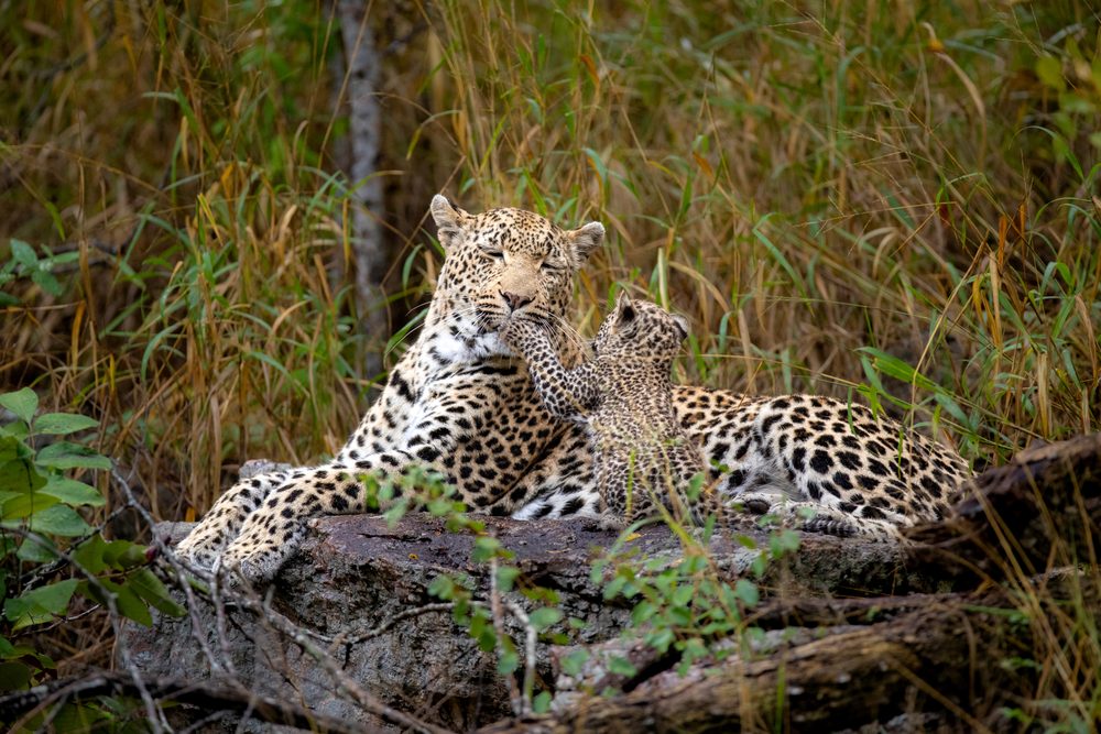 A female leopard resting with her cub