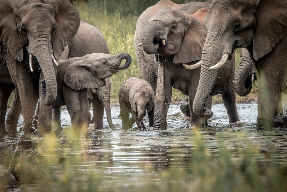 A herd of elephants drinking in Kruger National Park